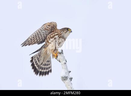 Merlin è un piccolo falco isolato su sfondo blu che atterra su un ramo di caccia in inverno. Foto Stock