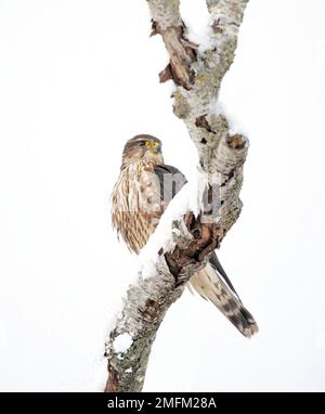 Merlin (Falco colombarius) un piccolo falco isolato su sfondo bianco arroccato su un ramo di caccia in inverno. Foto Stock