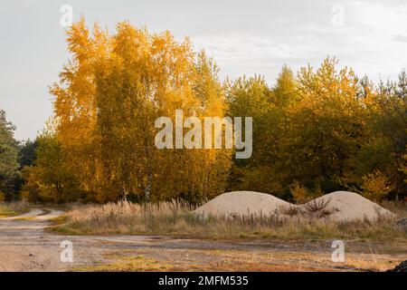 Le birce solitarie in autunno. Paesaggio rurale. Foto Stock