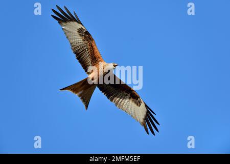 Aquilone rosso (Milvus milvus) che sorvola lo spazio aereo di un sito di alimentazione degli aquiloni rossi mentre chiama altri, Bellymack Farm, Laurieston, Scozia Foto Stock