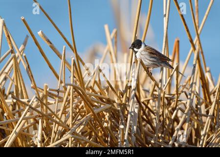 Coniglio di canna (Emberiza schoeniclus) uccello maschio appollaiato su gambo di canna comune da Loch, Inverness-shire, Scozia, aprile 2015 Foto Stock