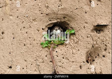 Sand Martin (Riparia Riparia) adulto che prospetta il nido esistente nella riva della terra esposta sulla riva del fiume, River Tweed, Roxburghshire, Scozia, maggio 20 Foto Stock