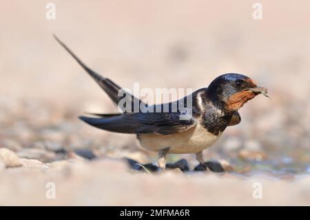 Swallow (Hirundo rustica) attratto a pudle sulla pista della fattoria per raccogliere fango per la costruzione di nido in tempo secco, Black Isle, Ross & Cromarty, Scozia Foto Stock