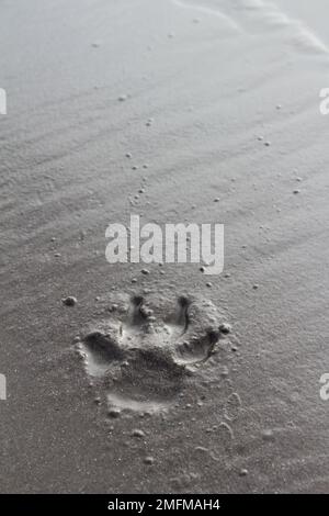 Zampa di cane in sabbia grigia bagnata con spazio copia (Inch Beach, Irlanda). Sfondo animale, screensaver o concetto di sfondo Foto Stock