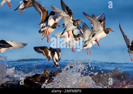 Pietre di svolta (Arenaria interpres), gregge che si innalzano nell'aria dopo essere stati disturbati da un'onda entrante, Northumberland Coast, Inghilterra, novembre 2006 Foto Stock