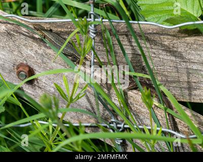 Due lucertole comuni che poggiano su una recinzione di legno Foto Stock