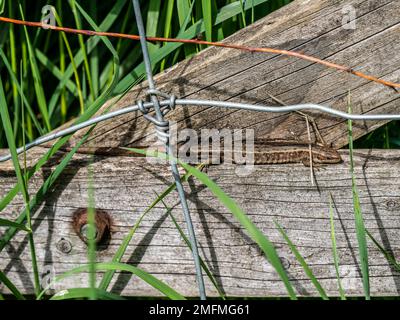 Lizaed comune che riposa su una recinzione di legno Foto Stock