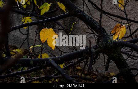 giallo autunno foglie scuro e moody fico albero Foto Stock