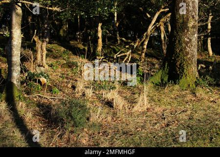 Killarney National Park Forest Floor in inverno. Terreno forestale temperato e deciduo in inverno Foto Stock