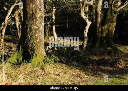 Killarney National Park Forest Floor in inverno. Terreno forestale temperato e deciduo in inverno Foto Stock