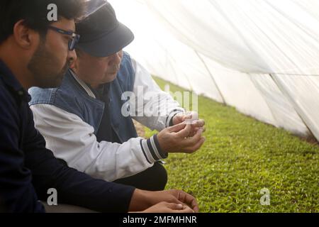 (230125) -- MULTAN, 25 gennaio 2023 (Xinhua) -- Zhao Jianhua (R) , un agronomo cinese, guida il tecnico pakistano Muhammad Sajjad ad ad esaminare le saghe in una serra del progetto pakistano-Cina peperoncino rosso a Multan, Pakistan, 16 gennaio 2023. ANDARE CON 'caratteristica: Pakistan-Cina rosso chili progetto per aiutare a elevare il settore agricolo pakistano' (Xinhua/Ahmad Kamal) Foto Stock