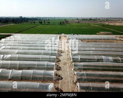 (230125) -- MULTAN, 25 gennaio 2023 (Xinhua) -- questa foto aerea scattata il 16 gennaio 2023 mostra un vivaio di peperoncino del progetto pakistano-cinese di peperoncino rosso a Multan, Pakistan. ANDARE CON 'caratteristica: Pakistan-Cina rosso chili progetto per aiutare a elevare il settore agricolo pakistano' (Xinhua/Ahmad Kamal) Foto Stock