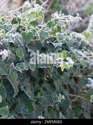 Siepe Ivy su una fredda mattina d'inverno nel gennaio 2023 che mostra le foglie ghiacciate a seguito di un brusco gelo - Berkshire, Inghilterra, UK Foto Stock