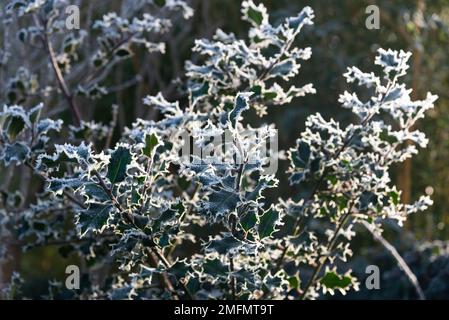 Foglie di agrifoglio verde tinte di brina bianca in una fredda mattinata invernale nel gennaio 2023 - Berkshire, Inghilterra, Regno Unito Foto Stock