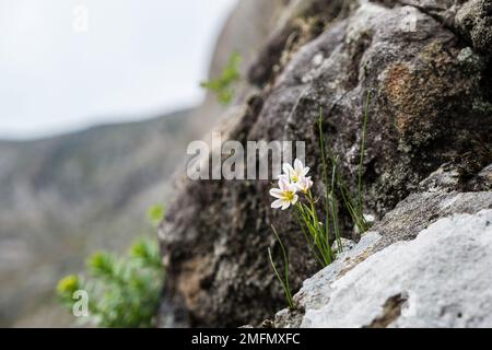 Fiori del giglio di Snowdon (Gagea serotina o Lloydia serotina) fioritura su rocce sulle pendici del Monte Snowdon in montagna del Parco Nazionale di Snowdonia Foto Stock