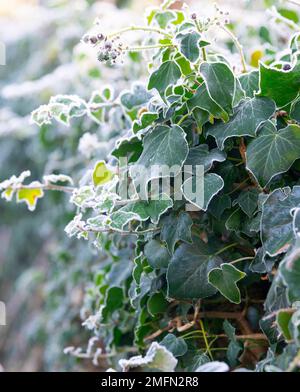 Siepe Ivy su una fredda mattina d'inverno nel gennaio 2023 che mostra le foglie ghiacciate a seguito di un brusco gelo - Berkshire, Inghilterra, UK Foto Stock