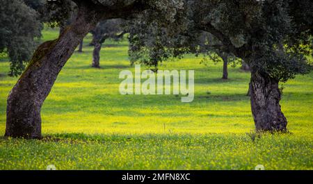 Lecci nei prati gialli dell'Alentejo Foto Stock