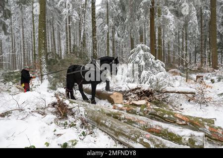 25 gennaio 2023, Sassonia, Gelenau: Ines Buchhold manovra il suo cavallo di cavallo attraverso un tratto di foresta vicino Gelenau nei Monti ore. Sachsenforst si affida a assistenti animali per la raccolta del legname. L'impresa statale utilizza da dieci a dodici cosiddetti cavalli. I cavalli utilizzati nella foresta per spostare il legname completano le speciali macchine per la raccolta del legname pesante, come le trebbiatrici e gli spedizionieri su terreni difficili. La gestione forestale con cavalli è considerata particolarmente delicata sul terreno. I cavalli a sangue freddo sono anche utilizzati per la coltivazione per seminare alberi nuovi come l'abete d'argento. Il potentia Foto Stock