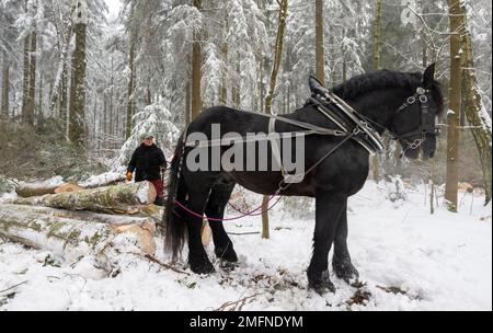 25 gennaio 2023, Sassonia, Gelenau: Ines Buchhold manovra il suo cavallo di cavallo attraverso un tratto di foresta vicino Gelenau nei Monti ore. Sachsenforst si affida a assistenti animali per la raccolta del legname. L'impresa statale utilizza da dieci a dodici cosiddetti cavalli. I cavalli utilizzati nella foresta per spostare il legname completano le speciali macchine per la raccolta del legname pesante, come le trebbiatrici e gli spedizionieri su terreni difficili. La gestione forestale con cavalli è considerata particolarmente delicata sul terreno. I cavalli a sangue freddo sono anche utilizzati per la coltivazione per seminare alberi nuovi come l'abete d'argento. Il potentia Foto Stock