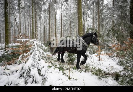 25 gennaio 2023, Sassonia, Gelenau: Ines Buchhold manovra il suo cavallo di cavallo attraverso un tratto di foresta vicino Gelenau nei Monti ore. Sachsenforst si affida a assistenti animali per la raccolta del legname. L'impresa statale utilizza da dieci a dodici cosiddetti cavalli. I cavalli utilizzati nella foresta per spostare il legname completano le speciali macchine per la raccolta del legname pesante, come le trebbiatrici e gli spedizionieri su terreni difficili. La gestione forestale con cavalli è considerata particolarmente delicata sul terreno. I cavalli a sangue freddo sono anche utilizzati per la coltivazione per seminare alberi nuovi come l'abete d'argento. Il potentia Foto Stock