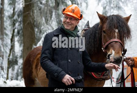 25 gennaio 2023, Sassonia, Gelenau: Wolfram Günther (Verdi), ministro delle foreste in Sassonia, si trova accanto a un animale a sangue freddo in una zona boscosa vicino a Gelenau, nei Monti ore, durante un evento stampa. Sachsenforst si affida a assistenti animali per la raccolta del legname. Per l'impresa statale sono in uso da dieci a dodici cosiddetti “cavalli”. I cavalli utilizzati nella foresta per spostare il legname completano le speciali macchine per la raccolta del legname pesante, come le trebbiatrici e gli spedizionieri su terreni difficili. La gestione forestale con cavalli è considerata particolarmente delicata sul terreno. Cavalli a sangue freddo sono al Foto Stock