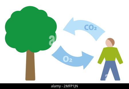 Simbolo del ciclo di carbonio. Scambio di ossigeno di anidride carbonica tra l'essere umano e l'albero. Espirazione e assorbimento di anidride carbonica CO2. Foto Stock