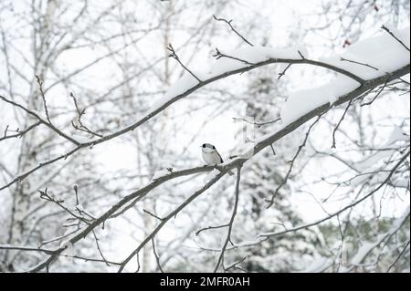 Uccello su un ramo nella foresta invernale Foto Stock