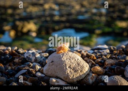 Primo piano di una conchiglia cucita su una roccia su una spiaggia di ciottoli nel Sussex Foto Stock