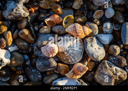 Guardando giù le conchiglie e ciottoli alla spiaggia Foto Stock