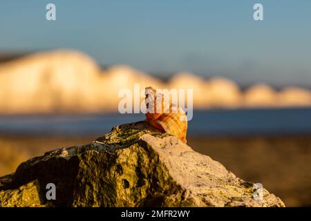 Un primo piano di una conchiglia cucita su una roccia, con le scogliere delle sette Sorelle alle spalle Foto Stock