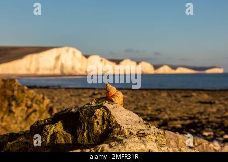 Un primo piano di una conchiglia cucita su una roccia, con le scogliere delle sette Sorelle alle spalle Foto Stock