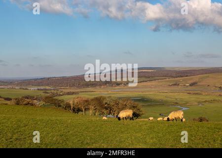 Pecore pascolano su una collina sopra Cuckmere Haven Foto Stock