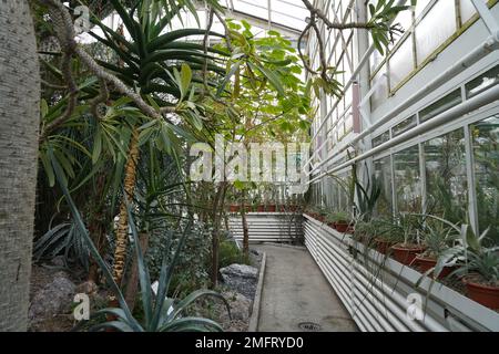 Serra con piante esotiche, per lo più succulenti e cactus fotografati in prospettiva decrescente. Foto Stock