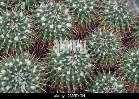 Cluster di cactus in latino chiamato Mammillaria magnimamma fotografato come sfondo del tema della natura. Foto Stock