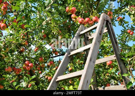 Scala in legno per la raccolta delle mele, melo (Malus domestica) Germania Foto Stock