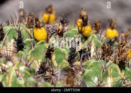 LOS PALMITOS, GRAN CANARIA, SPAGNA - MARZO 8 : Cactus cresce a Los Palmitos, Gran Canaria, Spagna il 8 Marzo 2022 Foto Stock