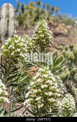 LOS PALMITOS, GRAN CANARIA, SPAGNA - 8 MARZO : (Echium) decaisnei cresce a Los Palmitos, Gran Canaria, Spagna il 8 marzo 2022 Foto Stock