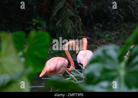 Primo piano fenicottero rosa tra l'enorme foglia all'interno del lago con sfondo forestale. Messa a fuoco selettiva. Foto Stock