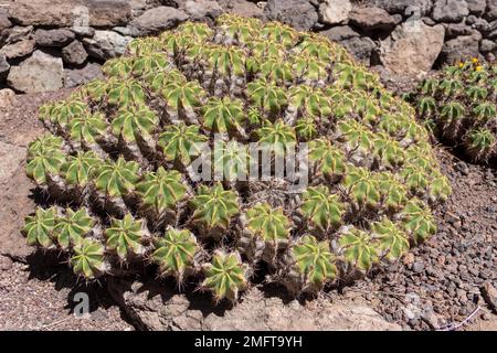 LOS PALMITOS, GRAN CANARIA, SPAGNA - MARZO 8 : Cactus cresce a Los Palmitos, Gran Canaria, Spagna il 8 Marzo 2022 Foto Stock