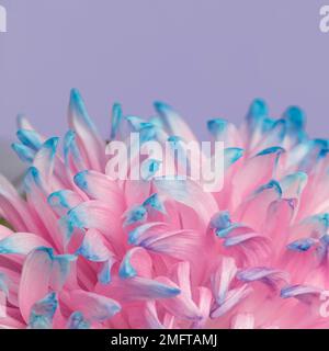 primo piano grazioso fiore rosa blu. Foto ad alta risoluzione Foto Stock