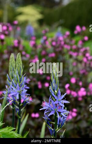 Camassia leichtinii caverulea, silene dioica, fiori blu e rosa, fiore rosa blu, combinazione fioritura, camassia e silene, piantagione mista, RM Floral Foto Stock