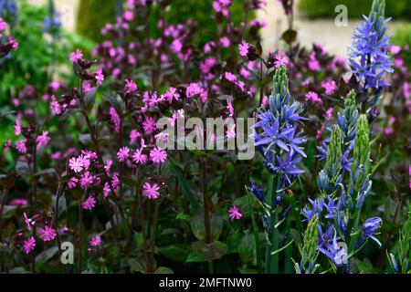 Camassia leichtinii caverulea, silene dioica, fiori blu e rosa, fiore rosa blu, combinazione fioritura, camassia e silene, piantagione mista, RM Floral Foto Stock