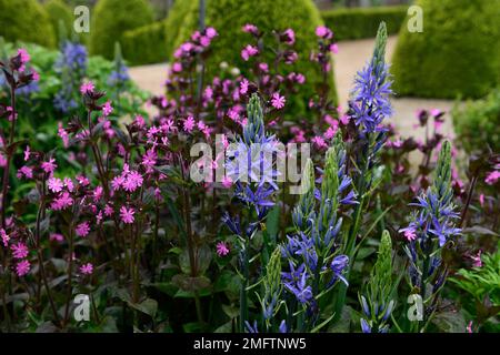 Camassia leichtinii caverulea, silene dioica, fiori blu e rosa, fiore rosa blu, combinazione fioritura, camassia e silene, piantagione mista, RM Floral Foto Stock