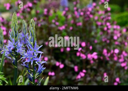 Camassia leichtinii caverulea, silene dioica, fiori blu e rosa, fiore rosa blu, combinazione fioritura, camassia e silene, piantagione mista, RM Floral Foto Stock