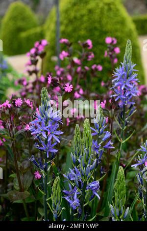 Camassia leichtinii caverulea, silene dioica, fiori blu e rosa, fiore rosa blu, combinazione fioritura, camassia e silene, piantagione mista, RM Floral Foto Stock