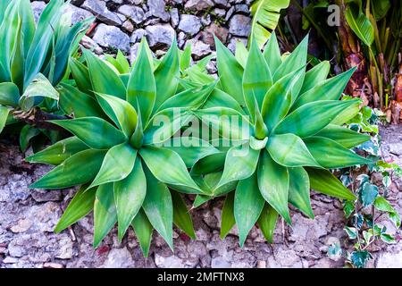 Un'agave di coda di volpe o leone, Agave attenuata, che cresce in un giardino nella parte vecchia della destinazione turistica di Taormina. Foto Stock