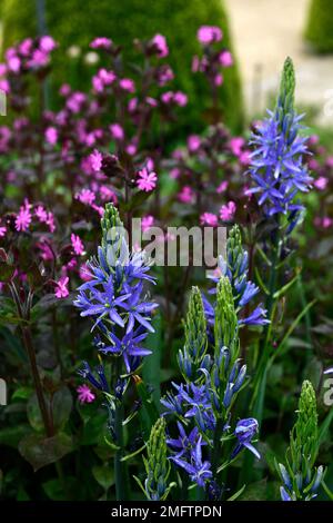Camassia leichtinii caverulea, silene dioica, fiori blu e rosa, fiore rosa blu, combinazione fioritura, camassia e silene, piantagione mista, RM Floral Foto Stock