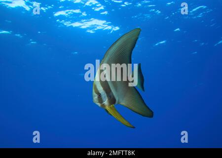 Batfish giovani a testa tonda (Platax orbicularis) . Sito di immersione relitto Thistlegorm, Sinai, Egitto, Mar Rosso Foto Stock