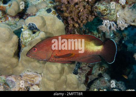 Insenatura di pinna gialla (Cephalopholis hemistiktos), Dive Site House Reef, Mangrove Bay, El Quesir, Mar Rosso, Egitto Foto Stock