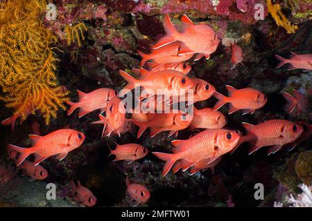 Gruppo di pesci soldato fritti bianchi (Myripristis murdian) . Sito di immersione Elphinstone Reef, Egitto, Mar Rosso Foto Stock